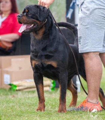CH. Barney  de txurroke