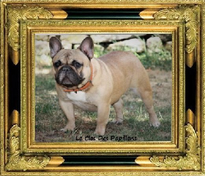 Étalon Bouledogue français - Shelby du Clos des Papillons