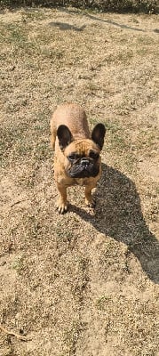 Étalon Bouledogue français - Sushi Des Gardiens Du Grand Listrac