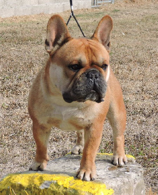 Étalon Bouledogue français - red double diamond Irditas