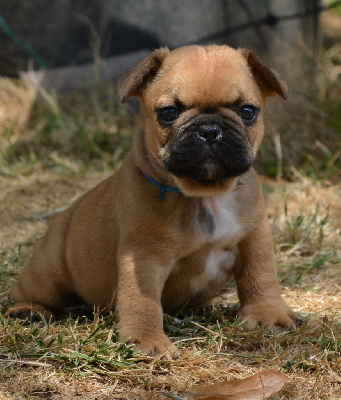 Étalon Bouledogue français - Thanos de la licorne noire