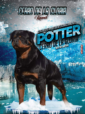 Étalon Rottweiler - Potter Cerro de la Gloria}