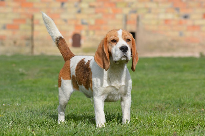Étalon Beagle - Pandy dynamic de Maxcecan