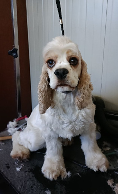 Étalon American Cocker Spaniel - Romance du Puech d'argent