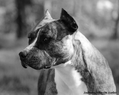 Étalon American Staffordshire Terrier - Soulmates Never Die Scarlett