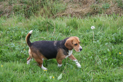 Étalon Beagle - Rhapsodie Des Jardins De Vesco