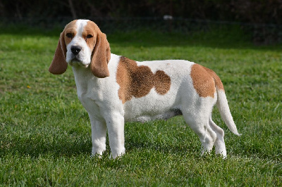 Étalon Beagle - Real fan ariel De La Voix Du Der