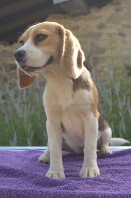 Étalon Beagle - Sharlie De La Croix Des Bruyeres
