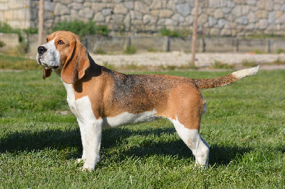 Étalon Beagle - Romy De La Voix Du Der