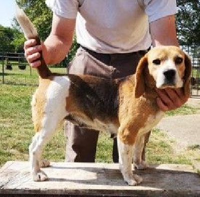 Étalon Beagle - L'alouette Des bords du gui