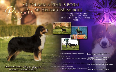 Étalon Berger Australien - Polaris a star is born Of Heliofy Memories