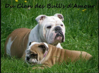Étalon Bulldog Anglais - Lilli pop's des petits bull sucré