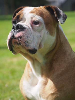 Étalon Bulldog continental - Ruby de la Féerie de l'Hermine
