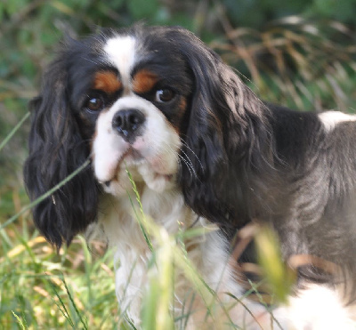 Étalon Cavalier King Charles Spaniel - Sir paddington van het haegehof