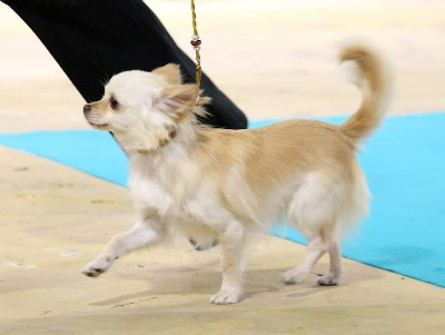 Étalon Chihuahua - Selenha (Sans Affixe)