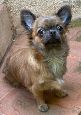 Étalon Chihuahua - Gita (Sans Affixe)