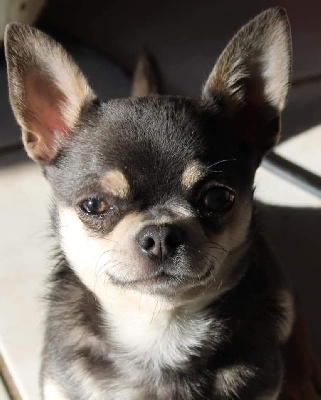 Étalon Chihuahua - Saian Des Petites Mirabelles