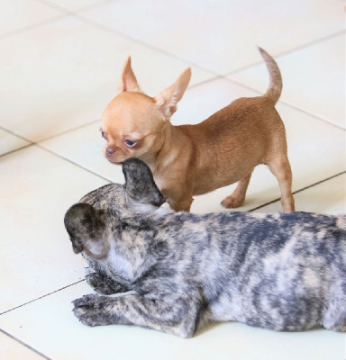 Étalon Chihuahua - Tagada Des Terres De Frasnes