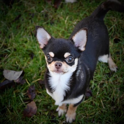 Étalon Chihuahua - Spike des Mille et une Patte