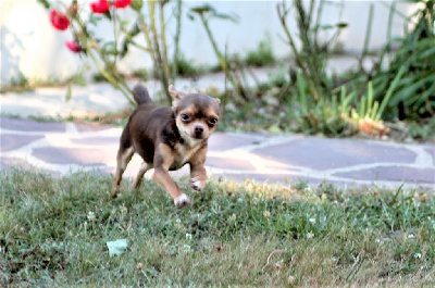Étalon Chihuahua - San antonio Du domaine de lomont