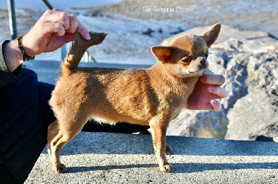 Étalon Chihuahua - Astra vitus Hurma