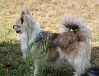 Étalon Chihuahua - Notting hill des Brault' Cadors