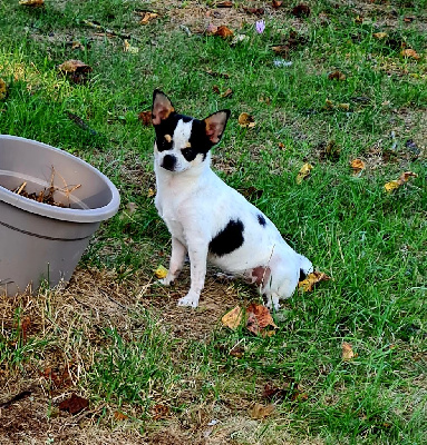 Étalon Chihuahua - Shelssy Chichi Of Beverly