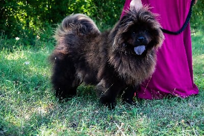 Étalon Chow Chow - Rainbow yubaba du Domaine des Gladiateurs