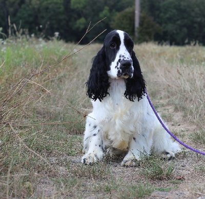 Étalon Cocker Spaniel Anglais - Smarties Du Royaume Des Quatre Pattes