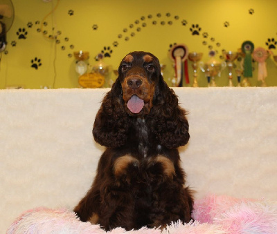 Étalon Cocker Spaniel Anglais - Rockette Du Royaume Des Quatre Pattes