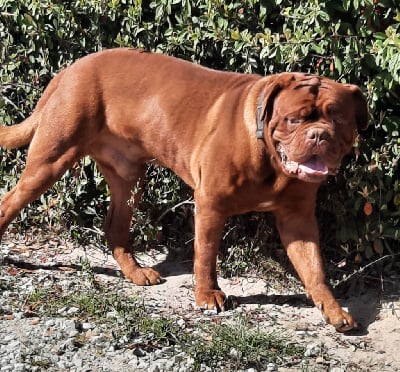 Étalon Dogue de Bordeaux - Maximus Red Dog Demars