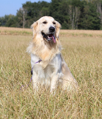 Étalon Golden Retriever - Peter (Sans Affixe)