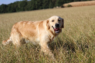 Étalon Golden Retriever - Symphonie du Moulin de la Terrasse