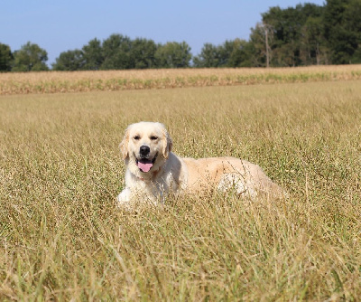 Étalon Golden Retriever - Ria (Sans Affixe)