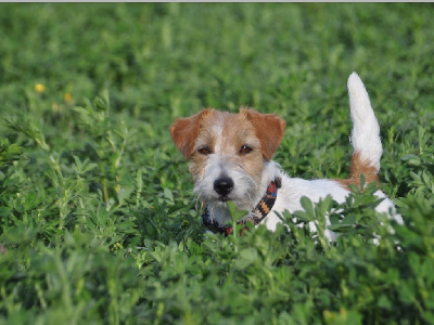 Étalon Jack Russell Terrier - Rina De L'oelenberg