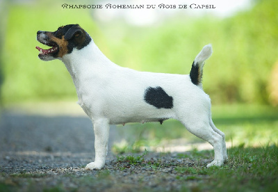 Étalon Jack Russell Terrier - Rhapsodie bohemian Du Bois De Capsil