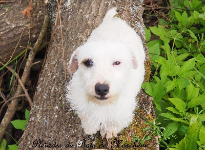 Étalon Jack Russell Terrier - Pleiades du bois de Morchène