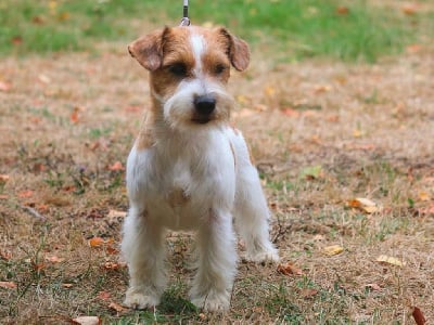 Étalon Jack Russell Terrier - No illusion russtyle's du Vallon de l'Alba