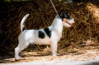 Étalon Jack Russell Terrier - Terra Dumbis True colors