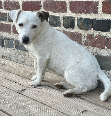 Étalon Jack Russell Terrier - olga