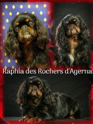 Étalon King Charles Spaniel - Raphia Des Rochers D'agerna