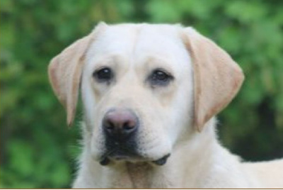 Étalon Labrador Retriever - CH. Duckinson Replay the game