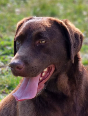 Étalon Labrador Retriever - Ritta du domaine de sainte gladyce