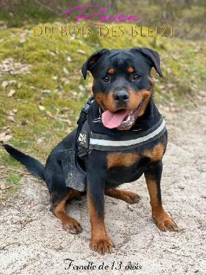 Étalon Rottweiler - Raven Du Bois Des Bleizi
