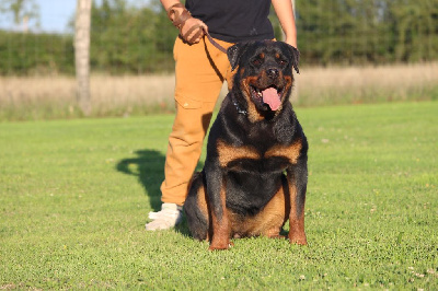 Étalon Rottweiler - Queen del vecchio rott