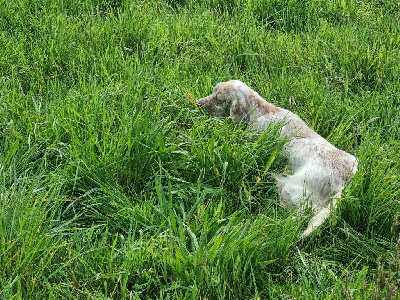 Étalon Setter Anglais - Magie Du Pays Des Sucs