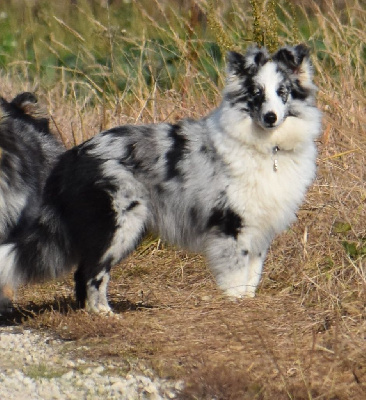 Étalon Shetland Sheepdog - Seigneur blue sky Des Terres D'Ael