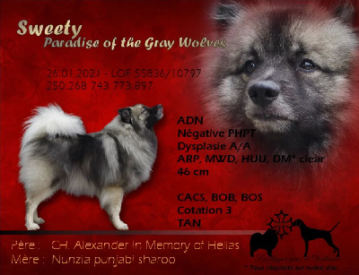 Étalon Spitz allemand - Sweety Paradise Of The Gray Wolves