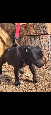 Étalon Staffordshire Bull Terrier - Rubi (Sans Affixe)