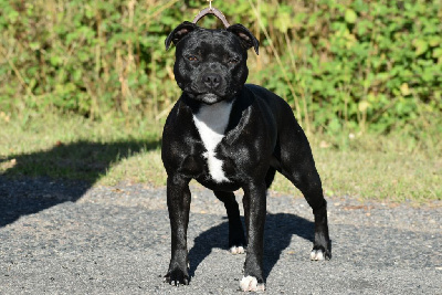 Étalon Staffordshire Bull Terrier - Savage daemon girl du Royaume Du Nanny Dog